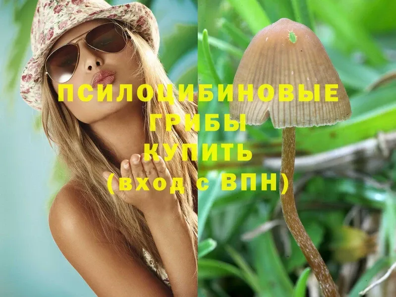 Псилоцибиновые грибы Psilocybine cubensis  наркота  kraken tor  дарк нет наркотические препараты  Демидов 